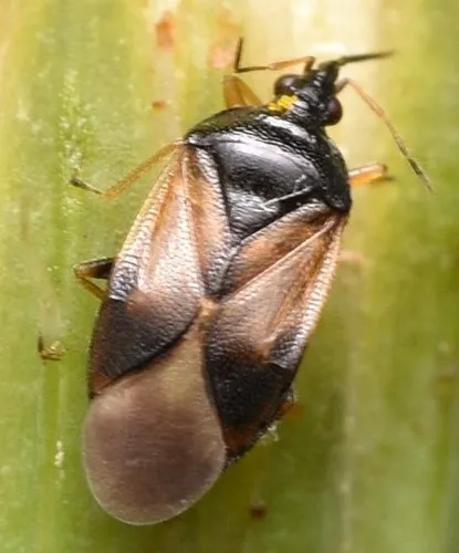 Orius majusculus