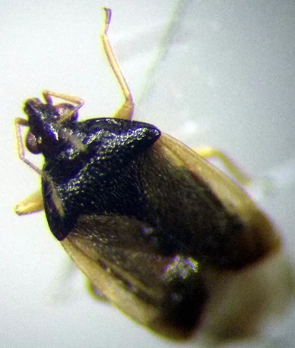 Orius minutus - photo 3