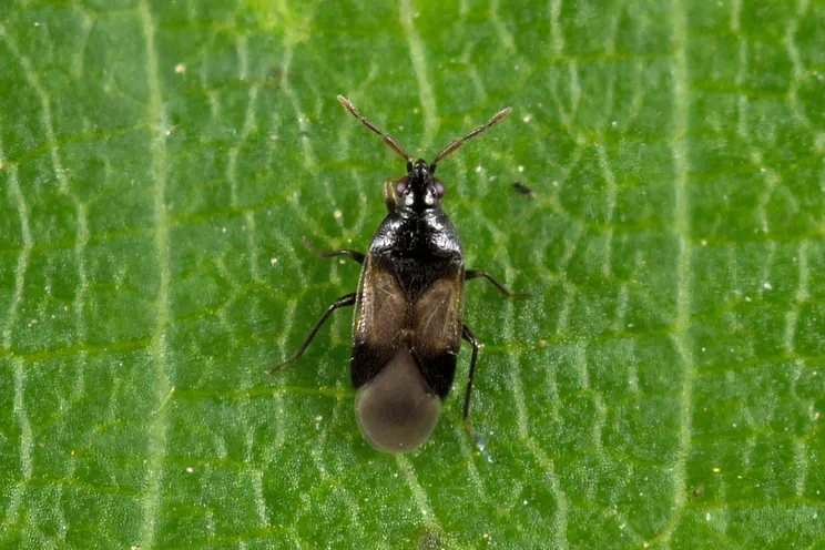 Orius niger - photo 3