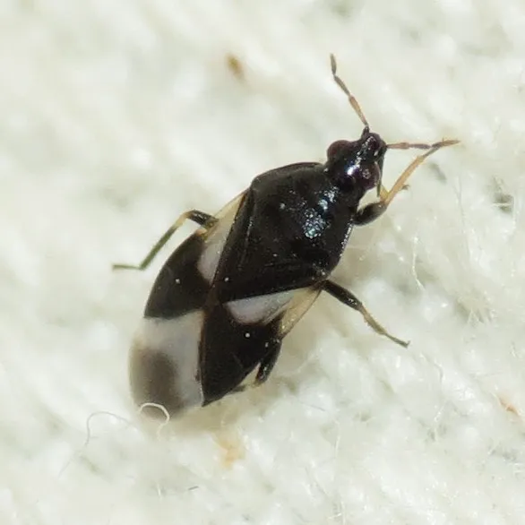 Orius tristicolor