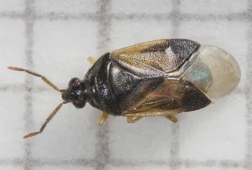 Orius vicinus