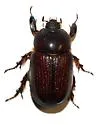 Orizabus clunalis - Orizabus clunalis