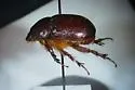 Orizabus clunalis - photo 4