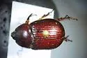 Orizabus clunalis - photo 5