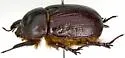 Orizabus ligyroides