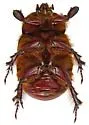 Orizabus ligyroides - photo 4