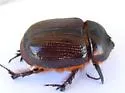 Orizabus ligyroides - photo 5