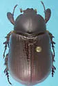 Orizabus pinalicus