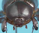 Orizabus pinalicus - photo 2