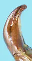 Orizabus pinalicus - photo 3