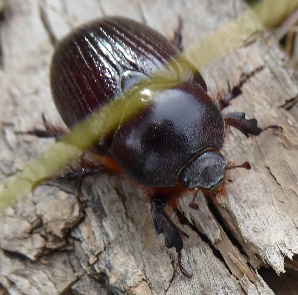 Orizabus pyriformis - photo 2