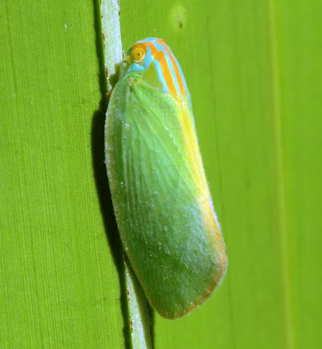 Palm Flatid Planthopper - photo 2