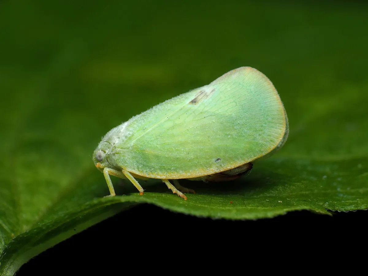 Ormenoides venusta