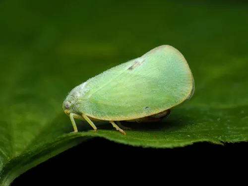 Ormenoides venusta - photo 2