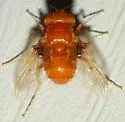 Ormia brevicornis