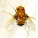 Ormia brevicornis - photo 2