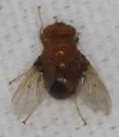 Ormia brevicornis - photo 3