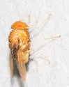 Ormia brevicornis - photo 4