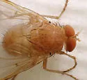 Ormia lineifrons