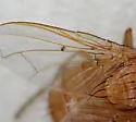 Ormia lineifrons - photo 4