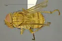 Ormia ochracea - photo 2
