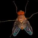 Ormia ochracea - photo 3