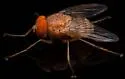Ormia ochracea - photo 4