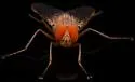Ormia ochracea - photo 5