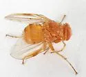 Ormia punctata - Ormia punctata