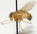 Ormia reinhardi