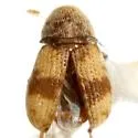 Ormiscus fasciatus