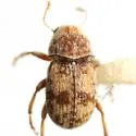 Ormiscus fasciatus - photo 2