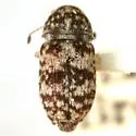 Ormiscus irroratus
