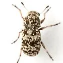 Ormiscus irroratus - photo 2
