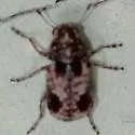 Ormiscus mitchelli