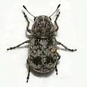 Ormiscus quercus