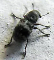 Ormiscus saltator