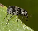 Ormiscus saltator - photo 2