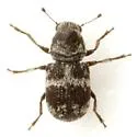 Ormiscus saltator - photo 3