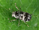 Ormiscus saltator - photo 4