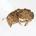 Ormiscus sextuberculatus - photo 2