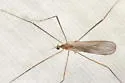 Ormosia affinis