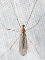 Ormosia pygmaea - Ormosia pygmaea