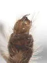 Ormosia pygmaea - photo 2