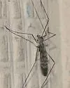 Ormosia romanovichiana - photo 2
