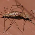 Ormosia romanovichiana - photo 3