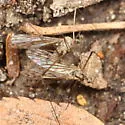 Ormosia romanovichiana - photo 4