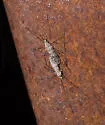 Ormosia romanovichiana - photo 5