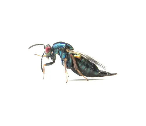 Ormyrus nitidula