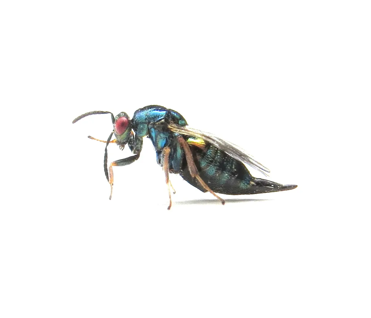 Ormyrus nitidula - photo 3
